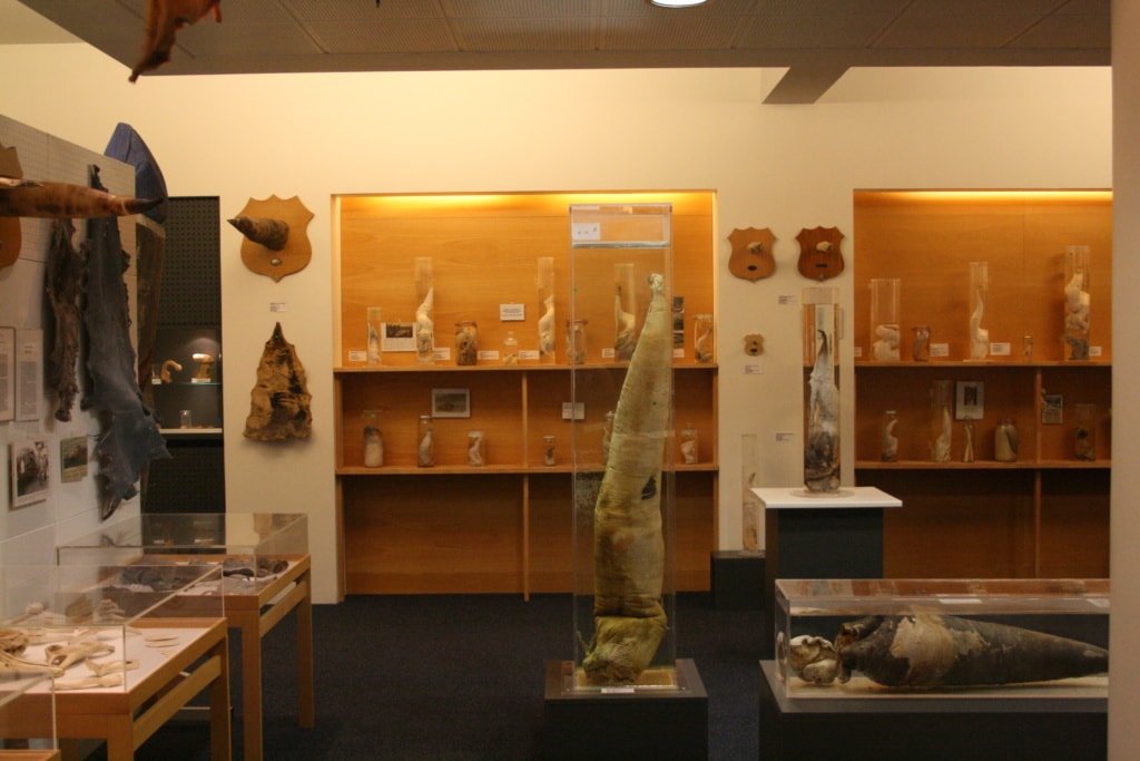 Ein Exemplar der verrückten Mussen: Im Phallus-Museum in Island werden Tierpenisse aller Säugetiere des Landes ausgestellt.