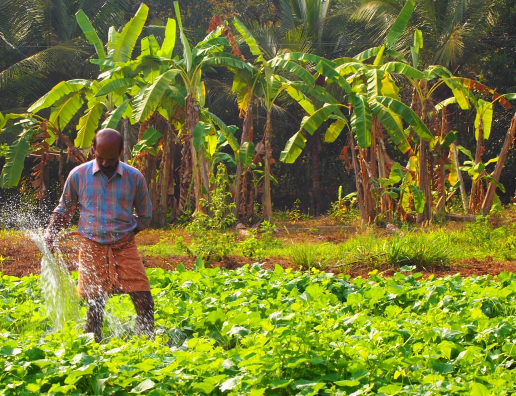 Farm in Kerala, wo der Pfeffer wächst - Indien