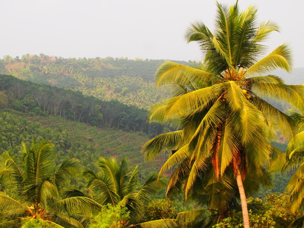 Farm in Kerala - Indien