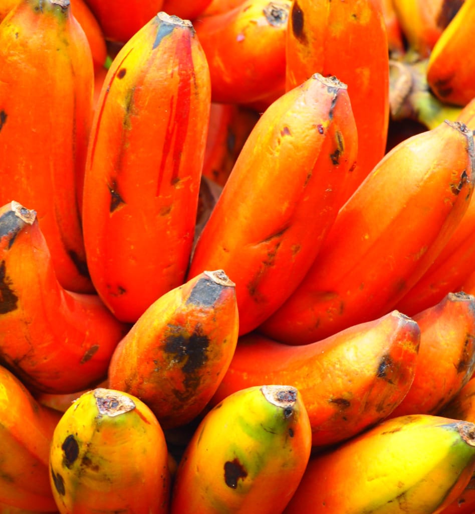 Bananen auf Farm in Kerala