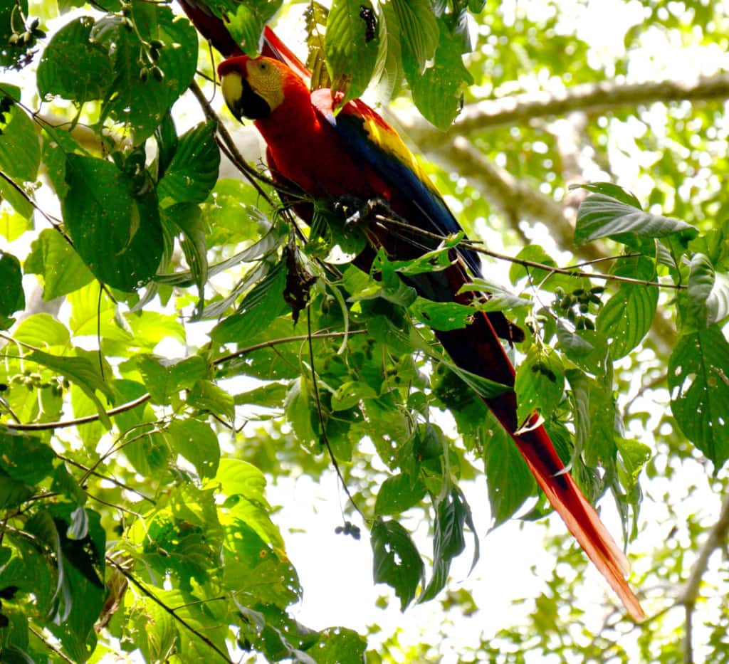 Papagei in Costa Rica