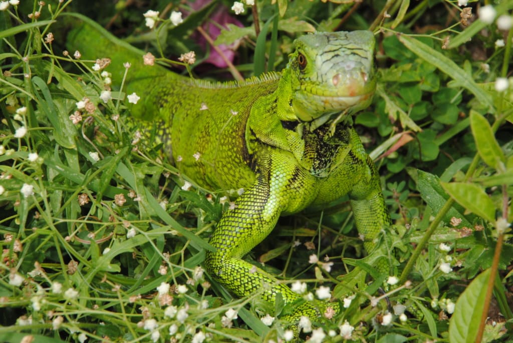 Grüner Leguan in Trinidad