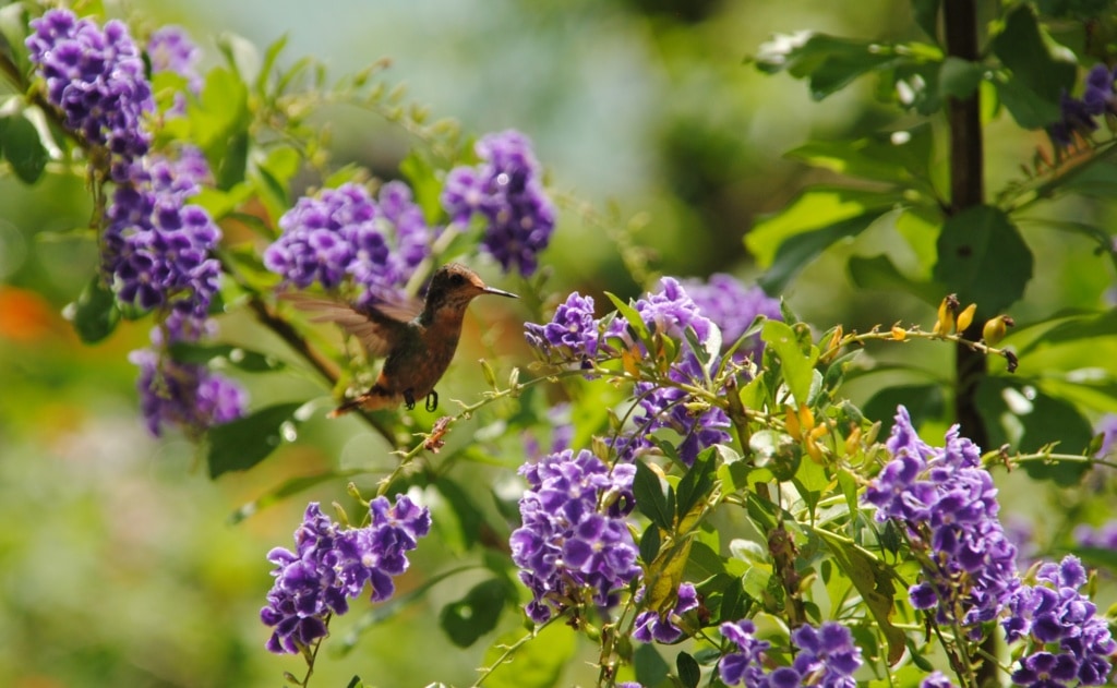 Kolibri in Trinidad