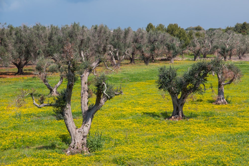 Mit dem Xylella Fastidiosa Virus befallene Olivenbäume in Süditalien