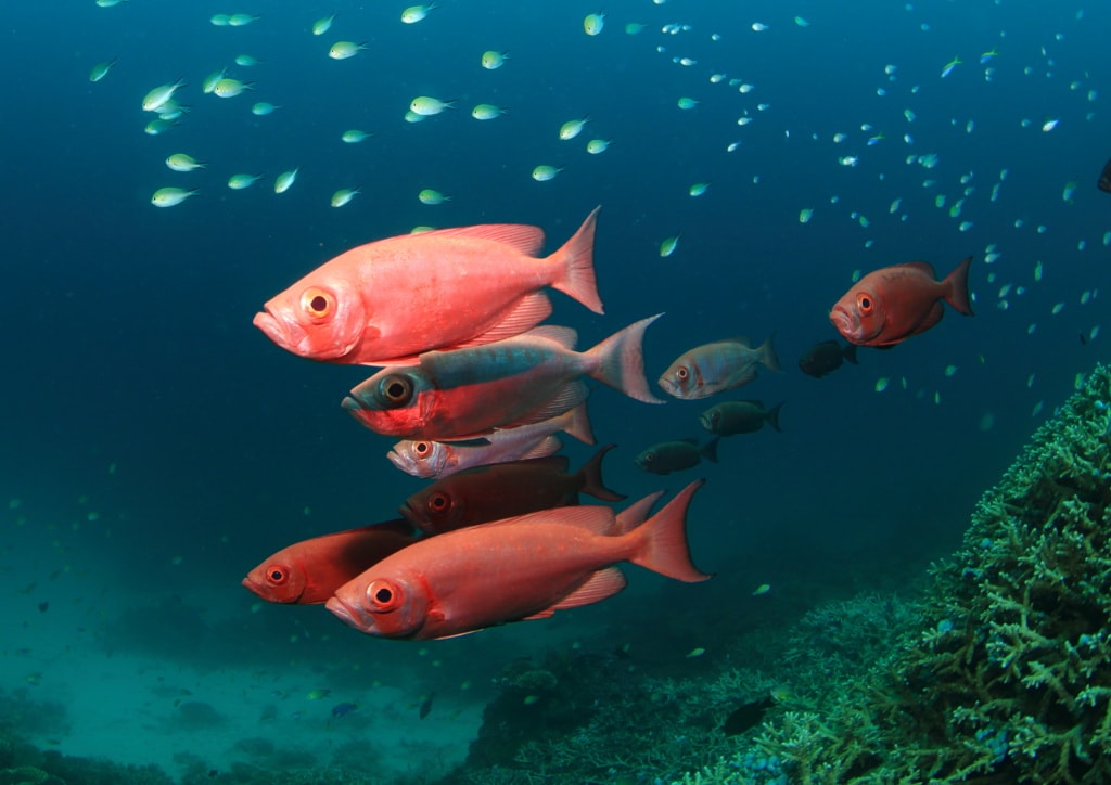 Fische