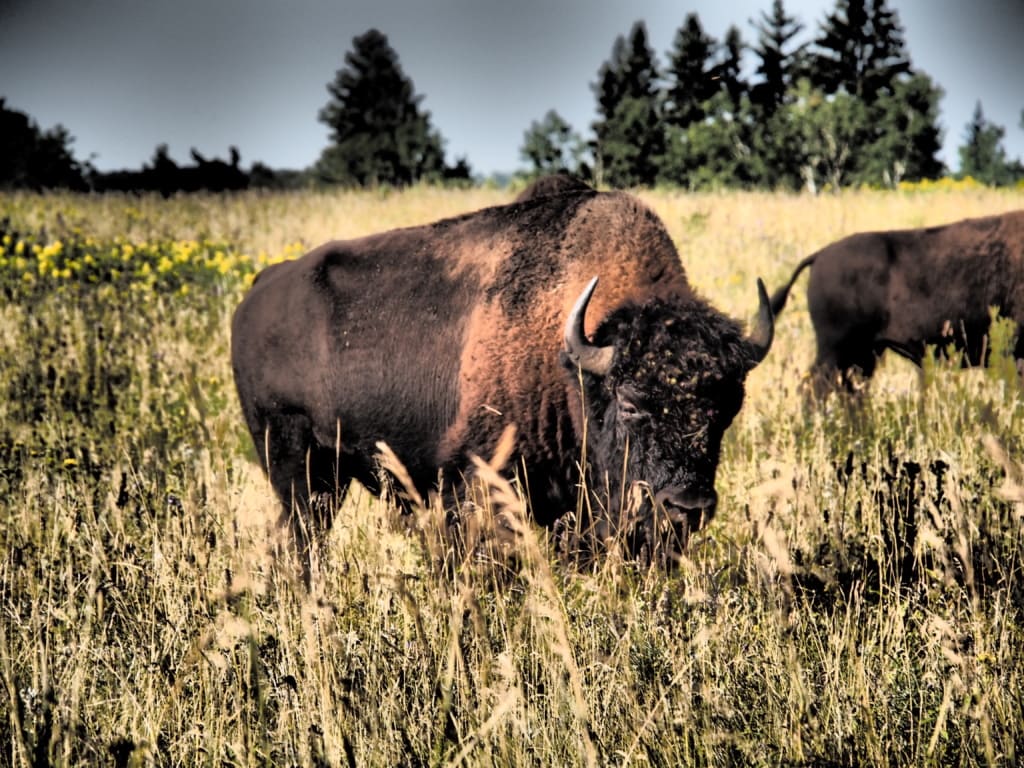 Im Riding Mountain Nationalpark ist eine Bisonherde beheimatet.
