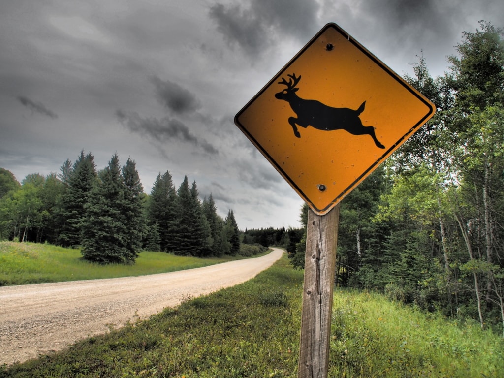 Im Riding Mountain Nationalpark in Manitoba fühlen sich Elche, Bären und Wölfe wohl.