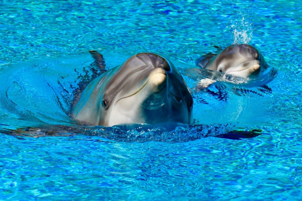 Las Vegas mit Kindern: Shark Reef Aquarium 