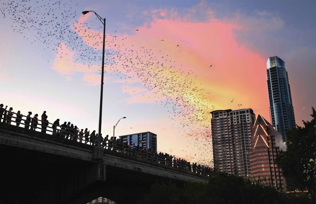 Bat Bridge in Austin