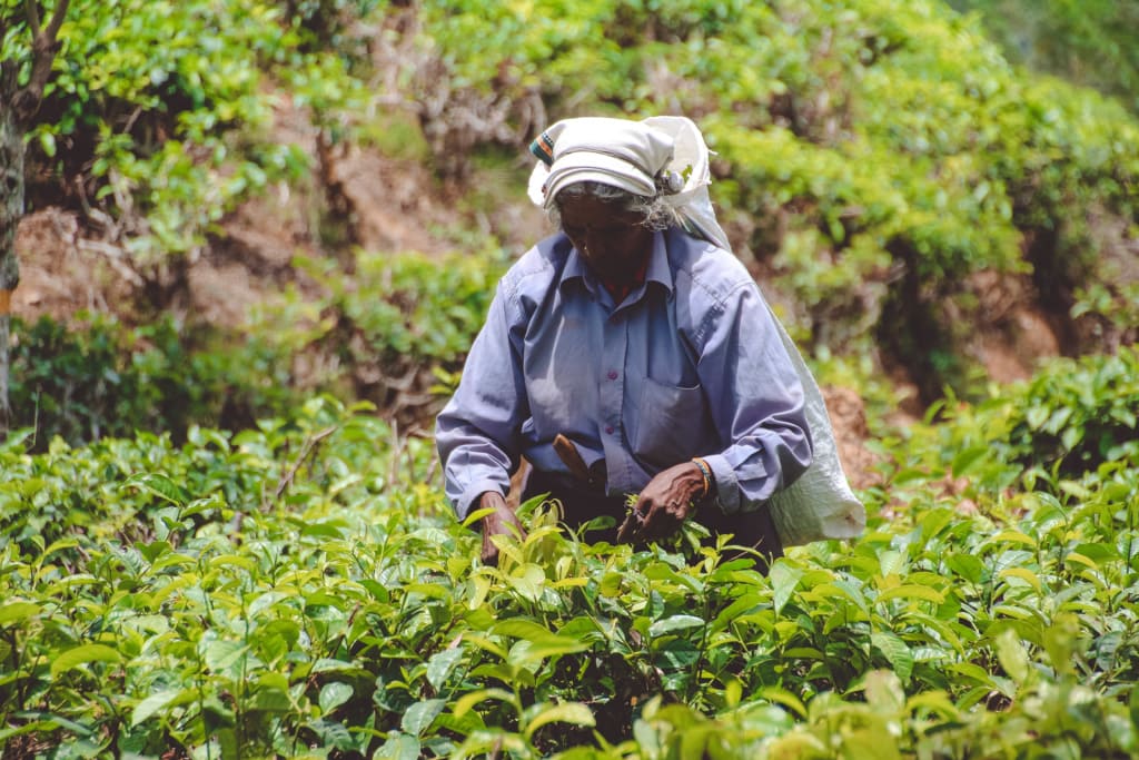 Sehenswürdigkeiten in Sri Lanka: Teeplantage