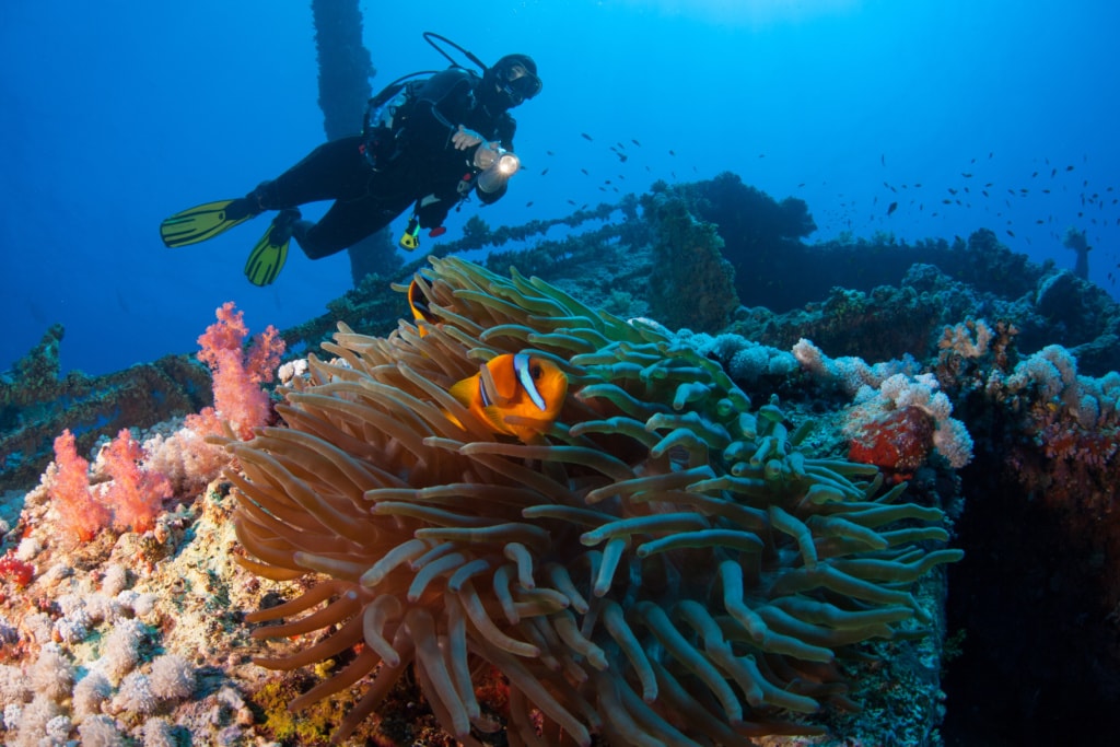 Vor Australiens Ostküste sank die Yolanga – heute haben sich viele Tiere das Schiffswrack zum Lebensraum gemacht.
