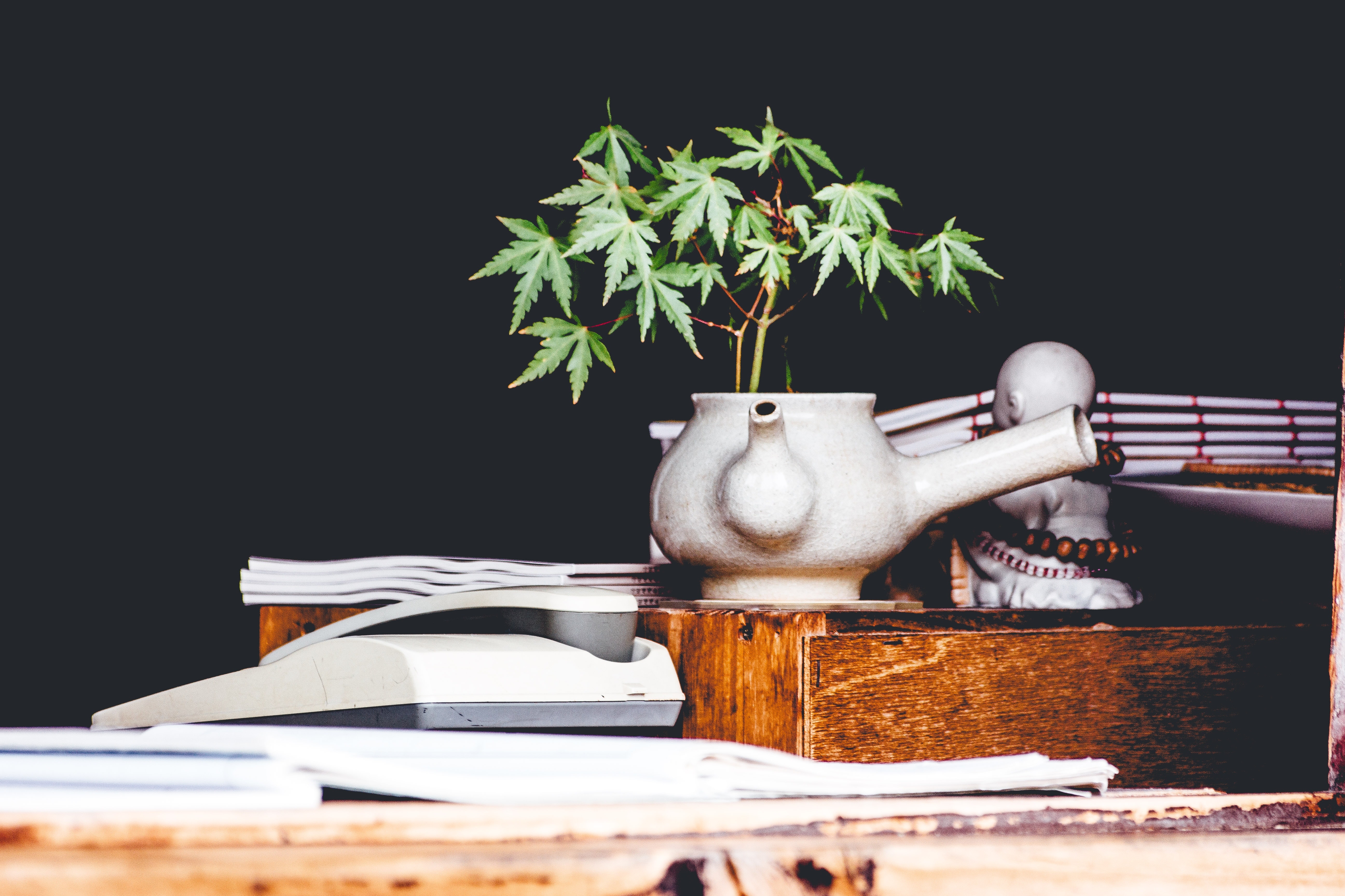 Marijuanapflanze in Kanne mit Buddha
