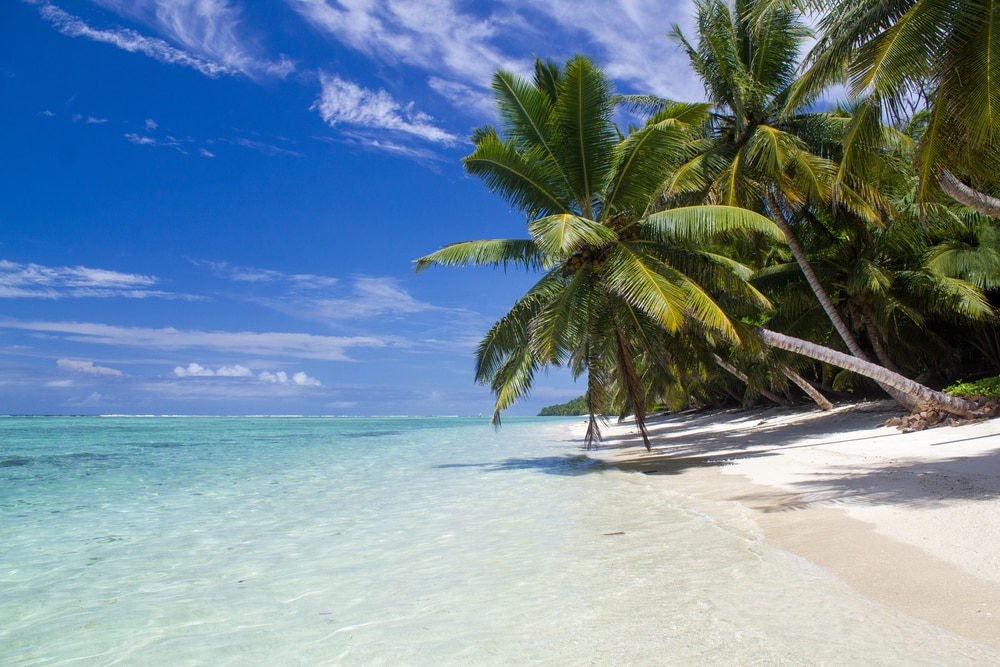 Große Palme über karibischem Strand