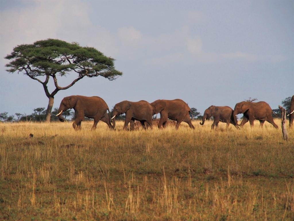 Eine Elefantenfamilie steuert auf eine Wasserloch in der Serengeti zu.