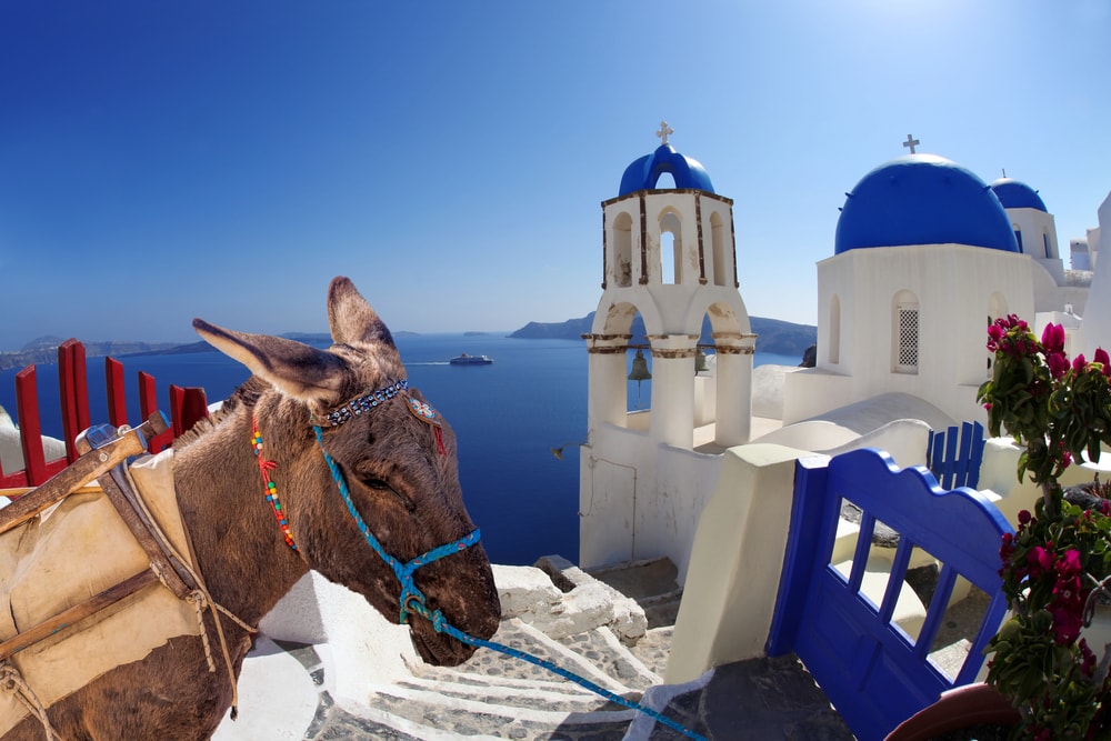 Esel in Santorin