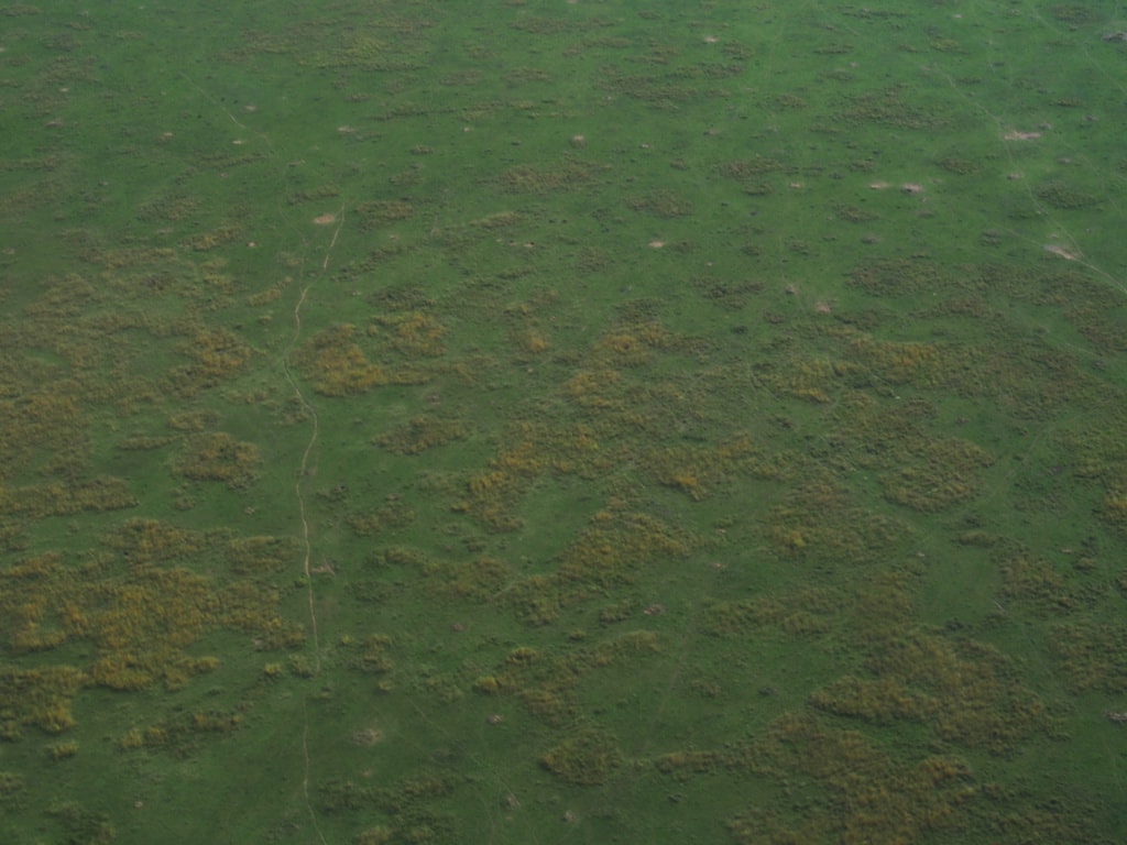 Von oben erkennt man die abertausenden Tierspuren, die die Serengeti durchkreuzen.