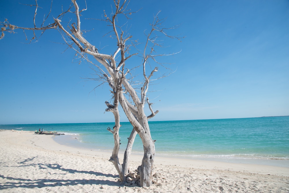 Weißer Strand mit türkisem Wasser und kahlem, weißen Baum.