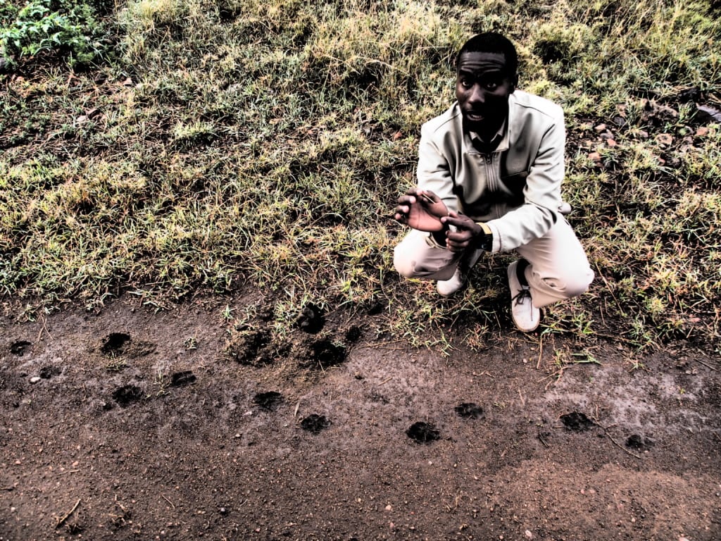 Peter vom One Nature Nyaruswiga erklärt genau, was für Tierspuren er in der Serengeti entdeckt.
