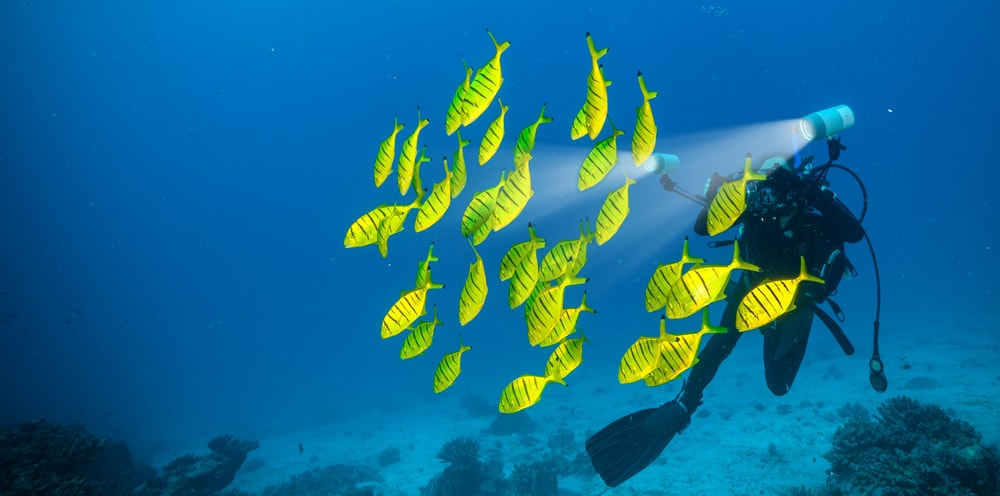 Taucher in den Seychellen