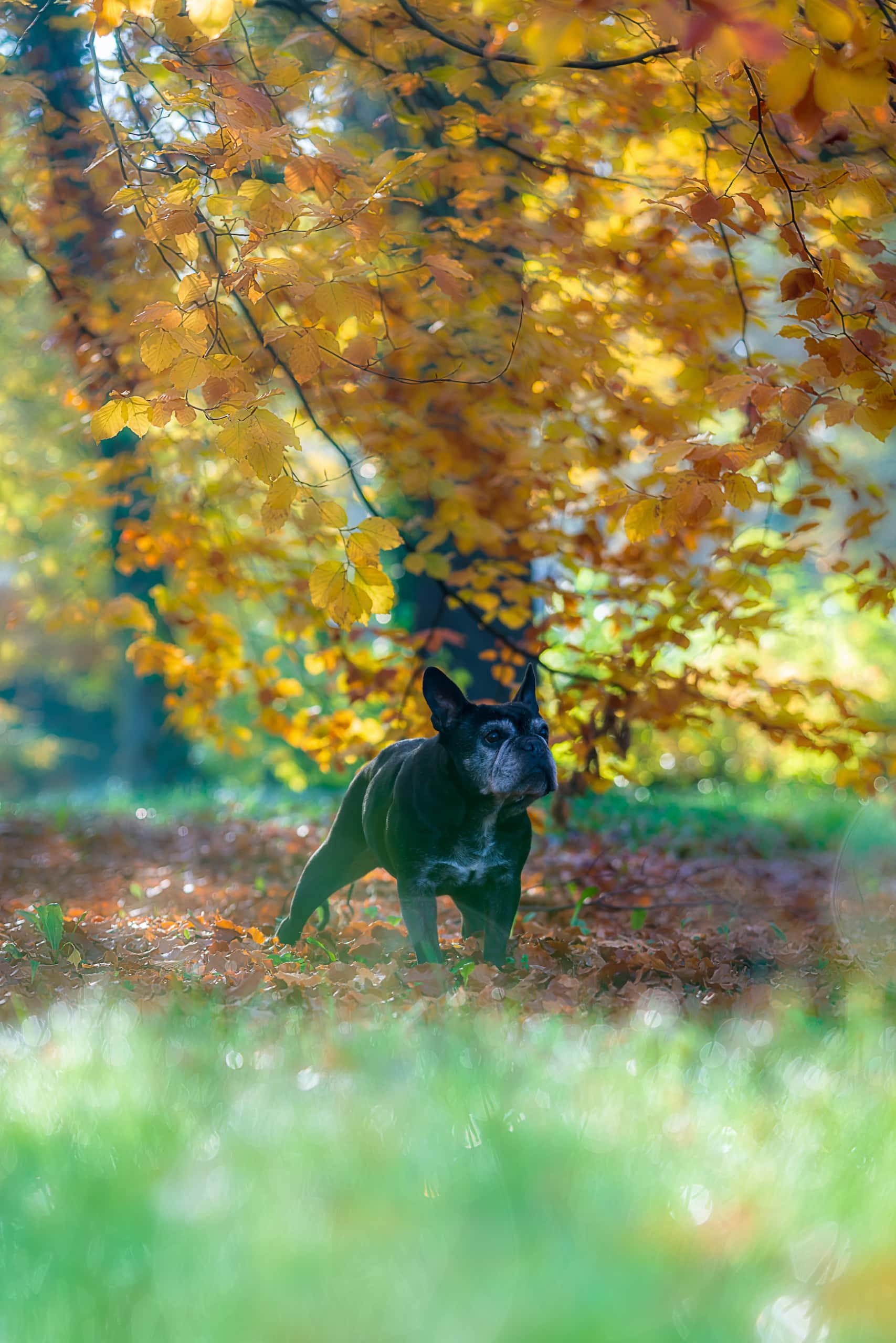 Hund spielt im Laub im Stadtpark in Leipzig