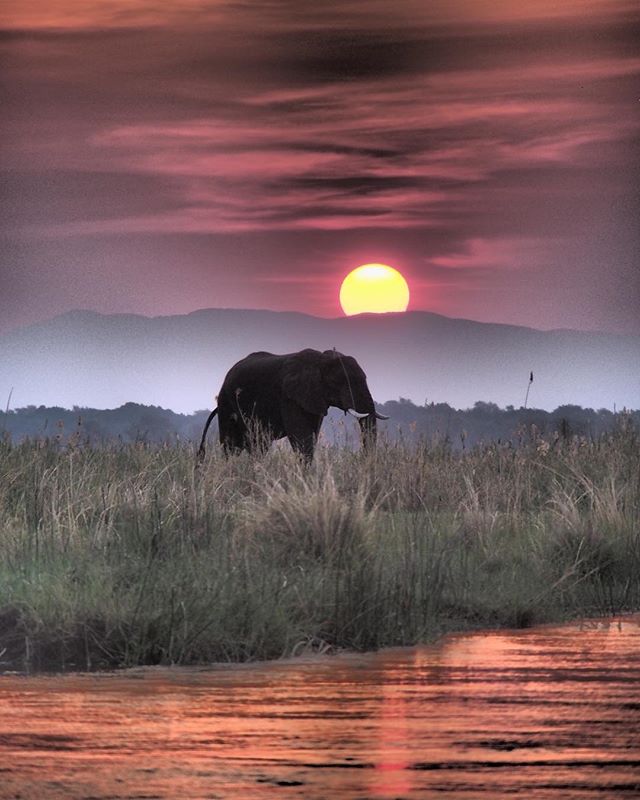 „Ein ganz besonderer Ort“ – sagt Redakteurin Marie über den Mana Pools Nationalpark in Simbabwe. Oh, wir glauben ihr sofort! Ganz frisch hat dort das Chikwenya Camp von @wearewilderness am Ufer des Sambesi eröffnet!#welivetoexplore #traveldeeper #zimabwe #intothewild #passionpassport #reportervorort #africamagic