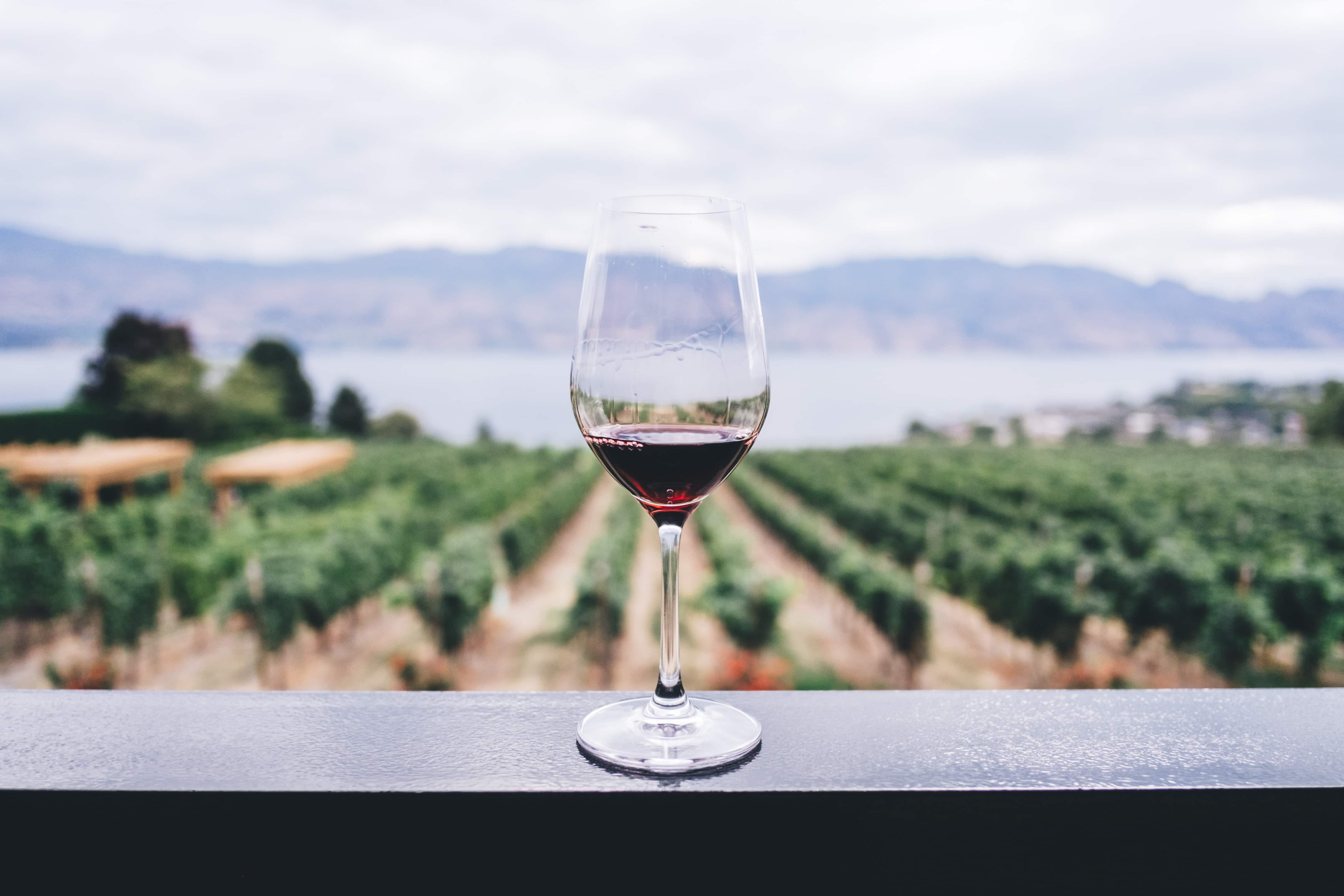 Weinglas mit Rotwein vor Reben und Wasser