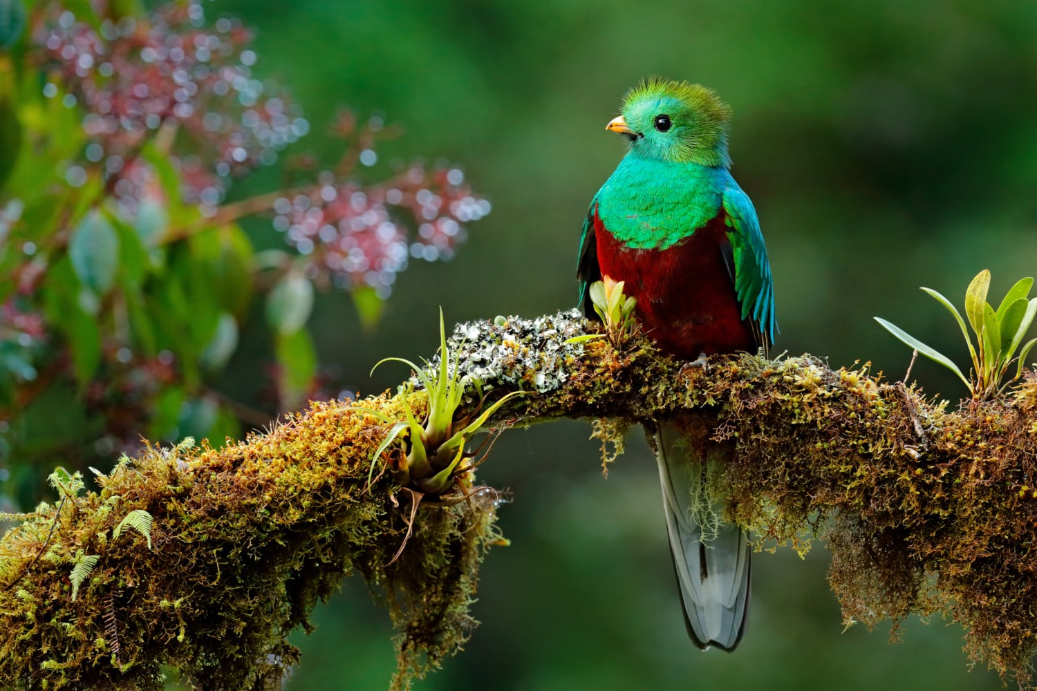 Quetzal Vogel mit grün, rotem Gefieder in Urwald