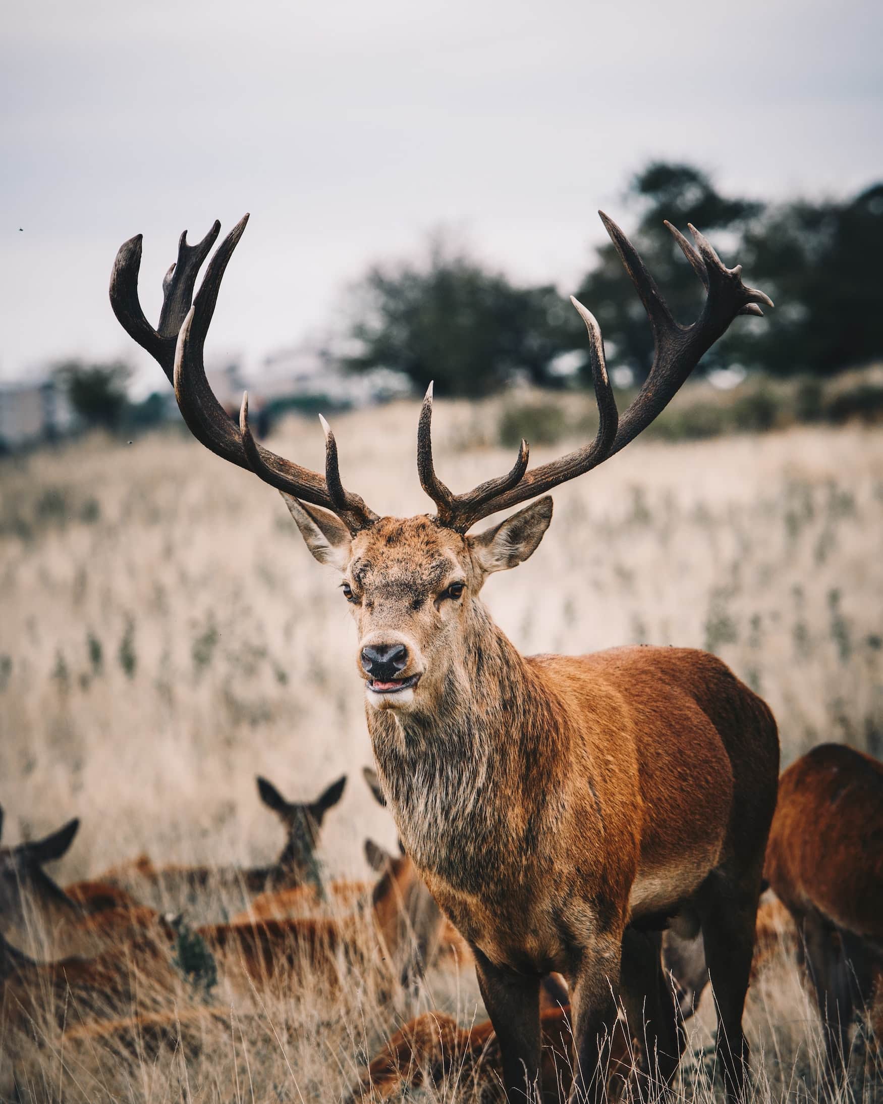 Richmond Park: Im Stadtpark in London sind Rehe und Hirsche heimisch