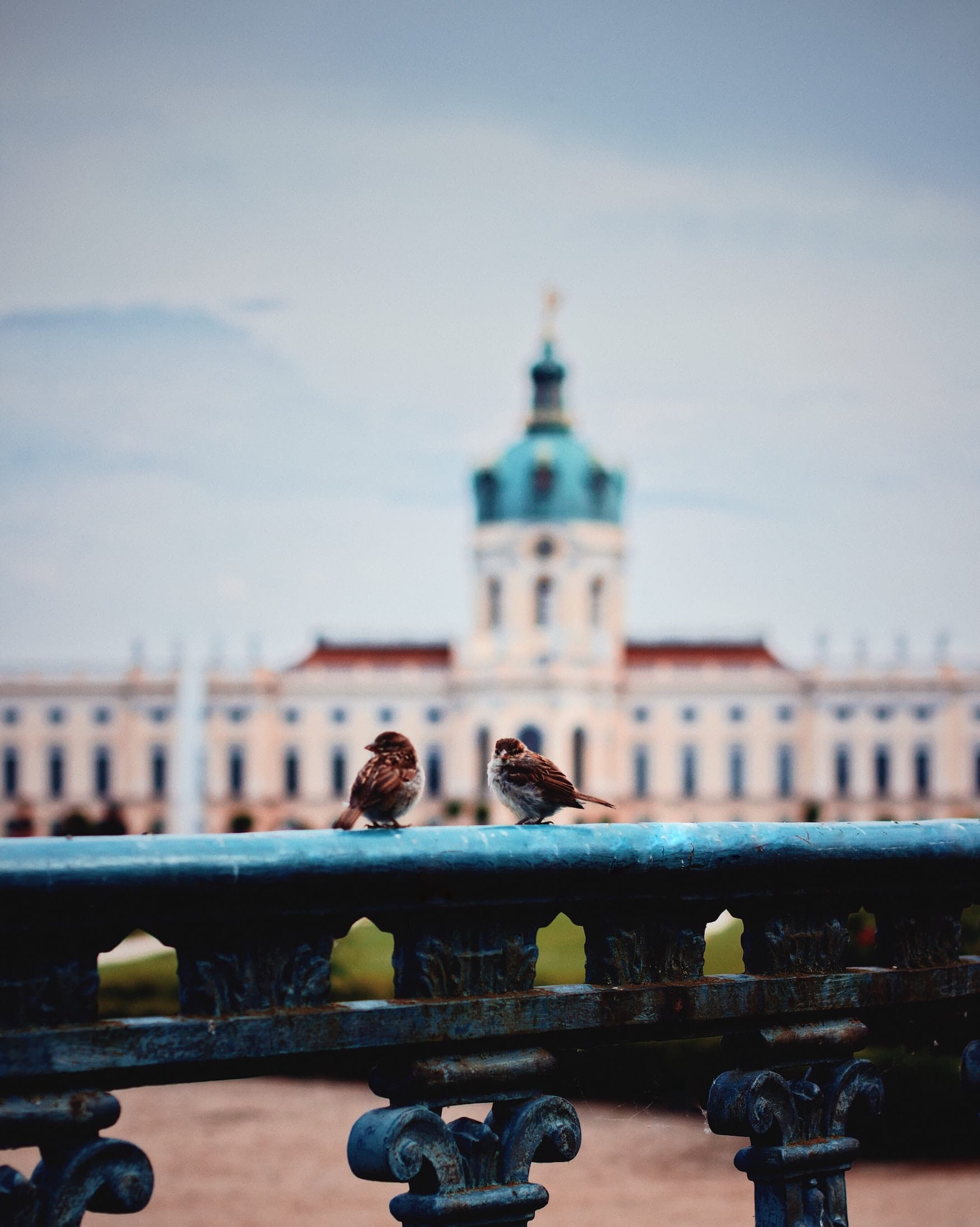 Zwei Vögel vor Schloss im Schlosspark Charlottenburg in Berlin