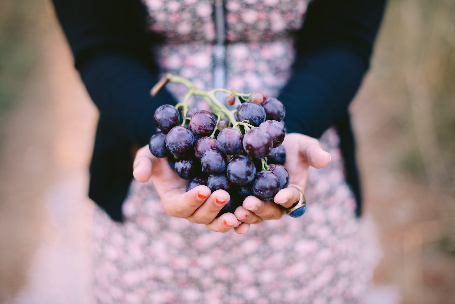 Trauben für Chianti Wein