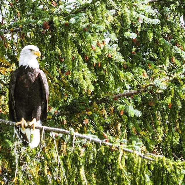 Wo die Adler kreisen … Chefredakteurin @fraumuksch hat bei ihrer Tour im #bellacoolavalley in #Kanada viele Adler gesehen. #welivetoexplore #traveldeeper #wildlifephotography