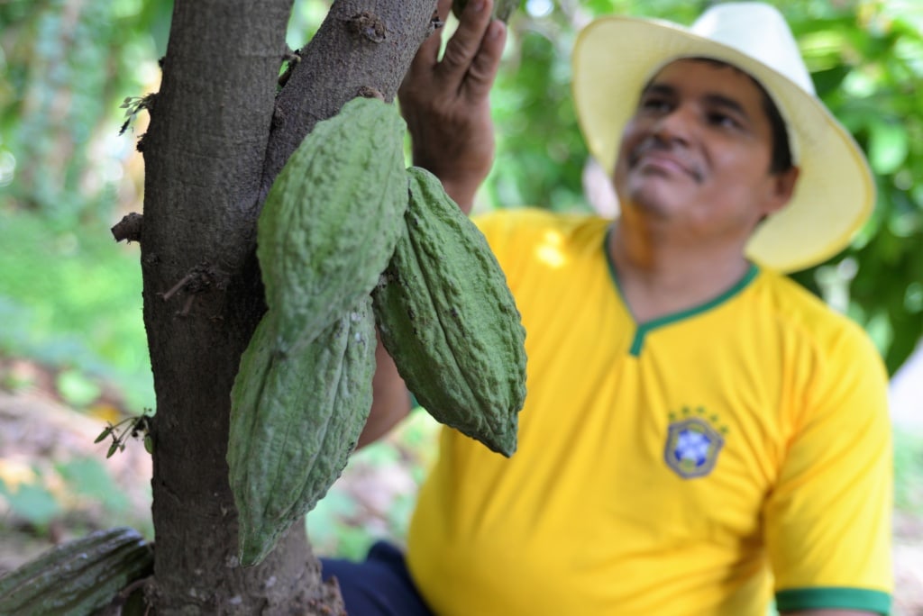 Kakaobohne in El Salvador