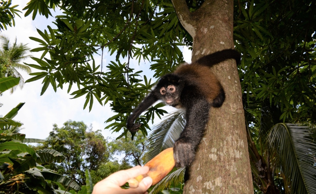 Klammeraffe in der Hacienda La Carrera in El Salvador