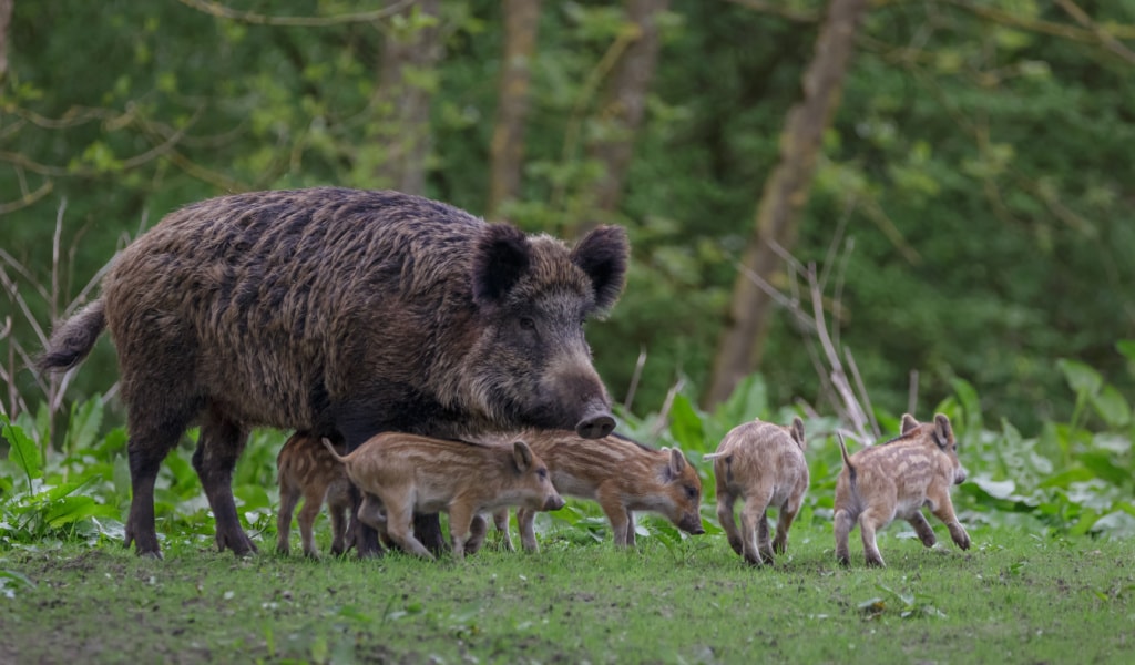 Familie Wildschweine