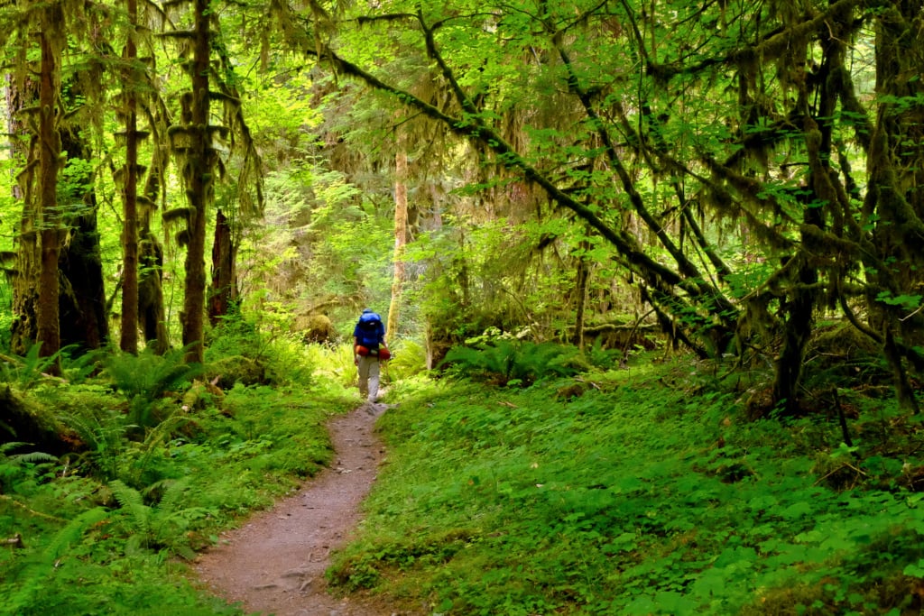 Hoh Rainforest in Washington
