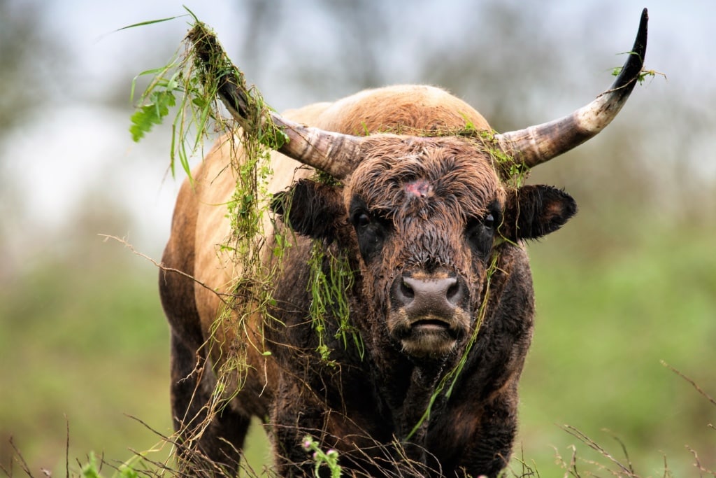 Heckrind im Nieuw Land Nationalpark