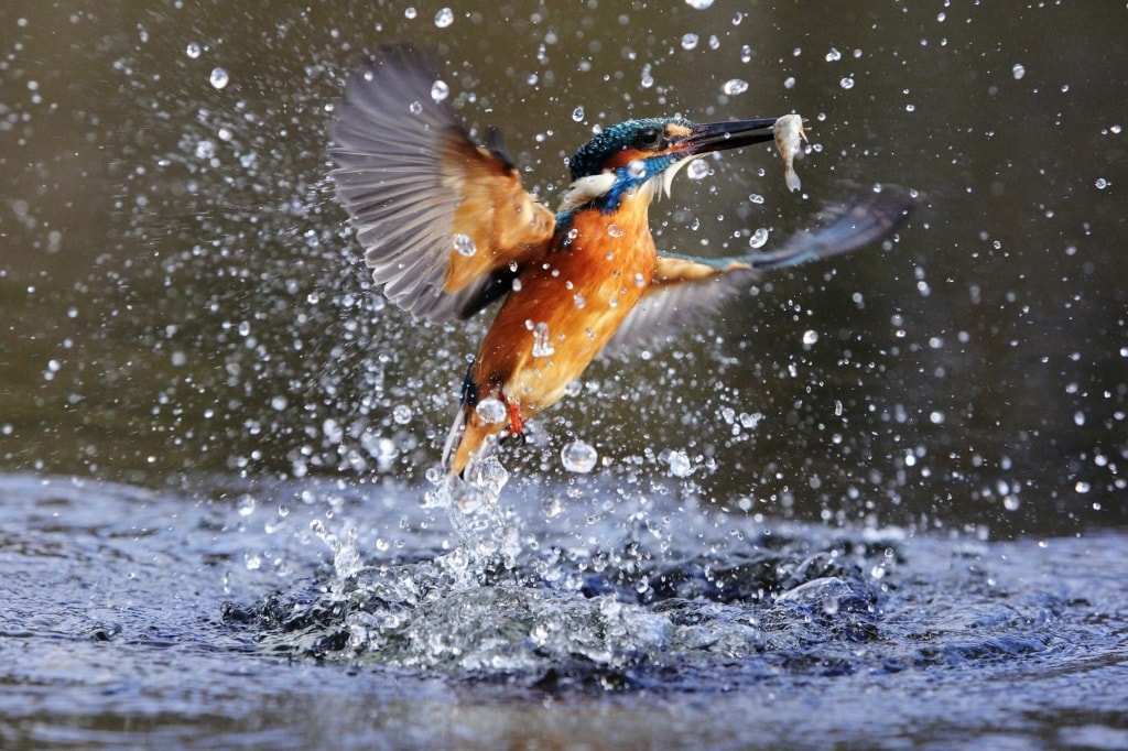 Eisvogel im Nieuw Land Nationalpark