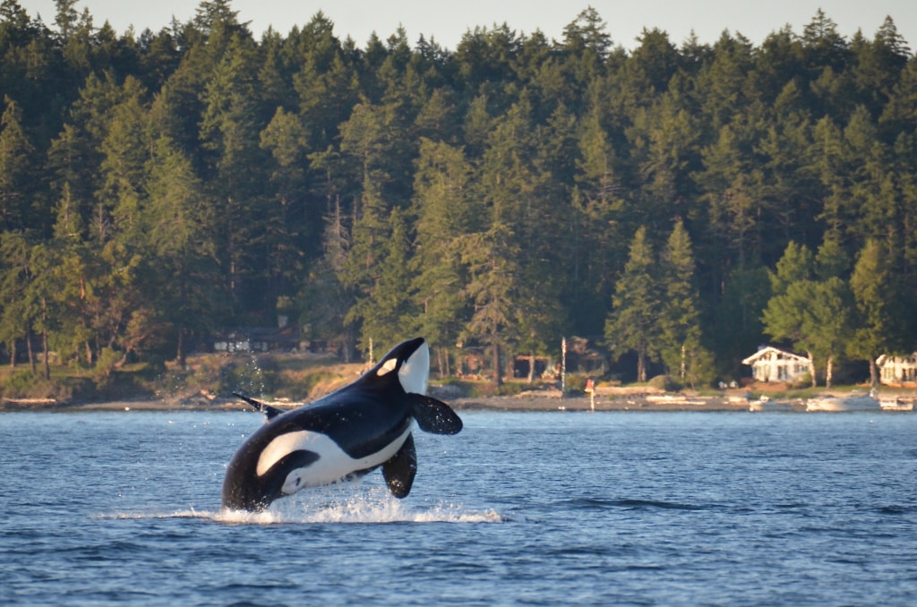 Orcas in San Juan Islands in Washington