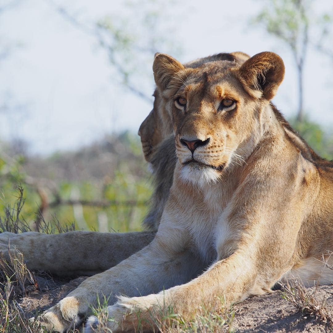 Bei diesem Anblick war Redakteurin Linda @gold_gelb einfach sprachlos. Königlich sonnen sich die Löwen im Sabi Sabi Game Reserve in Südafrika. Auf einer Safari kommt man nicht nur Löwen nah. Auch Giraffen, Leoparden, Nashörner usw kreuzen die Wege. #sabisabi #safari #südafrika #afrika #passionpassport #reportervorort #mytinyatlas #travelgram #southafrica #welivetoexplore @sabisabireserve