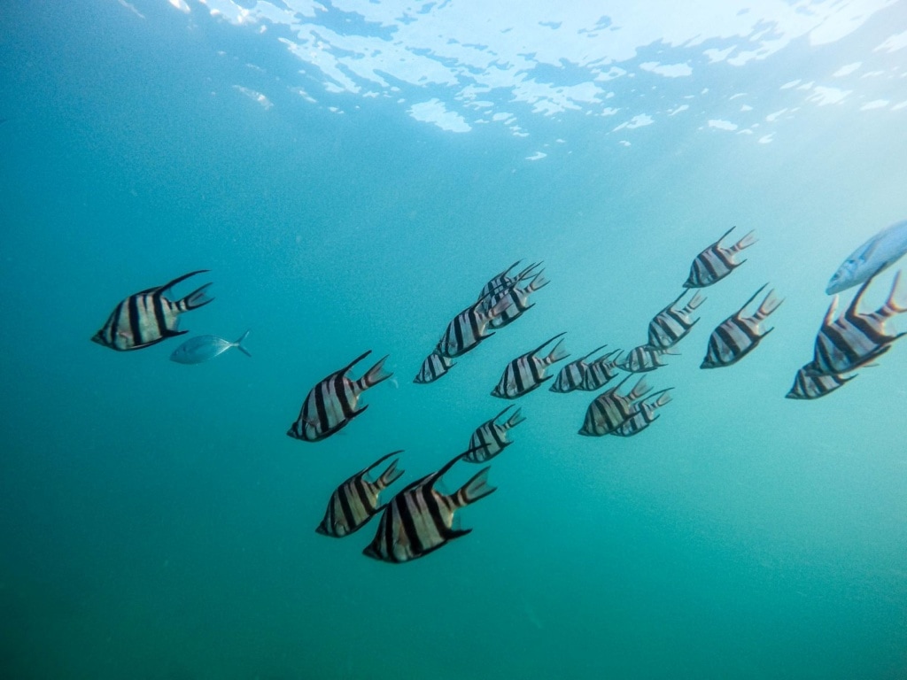 Fische unter Wasser