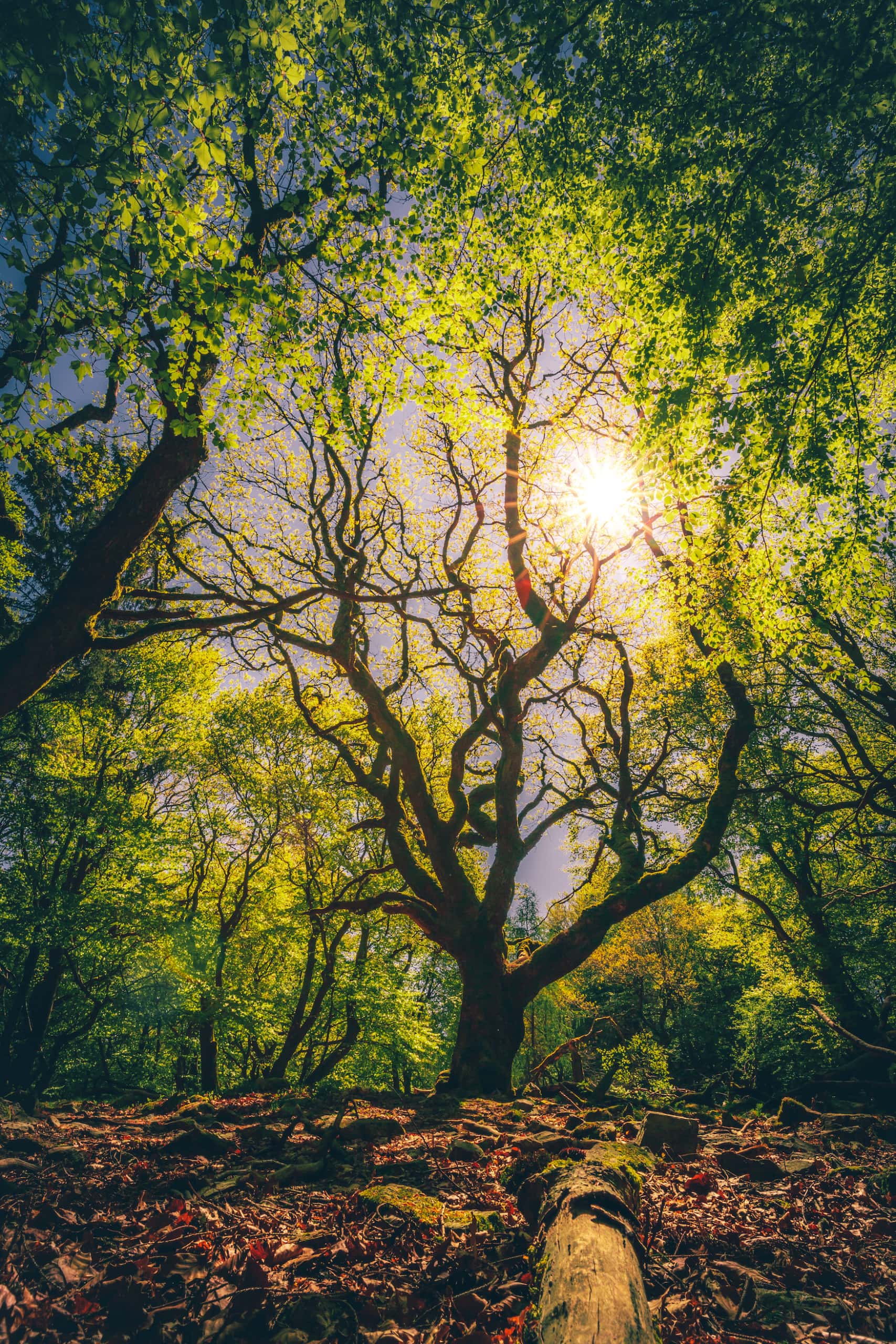 Alter Baum im Naturpark Taunus