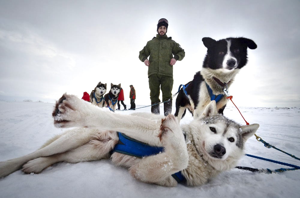Huskies fühlen sich bei kalten Temperaturen unter null Grad Hundewohl.