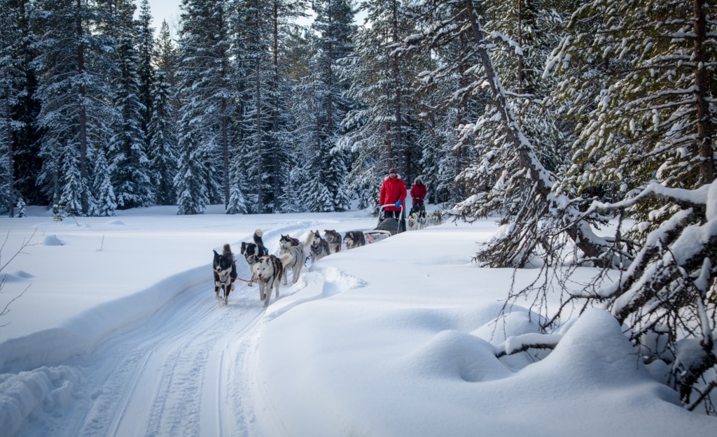 Querfeldein laufen die Huskys samt Schlitten durch Russland, unsere Autorin war mit dabei.