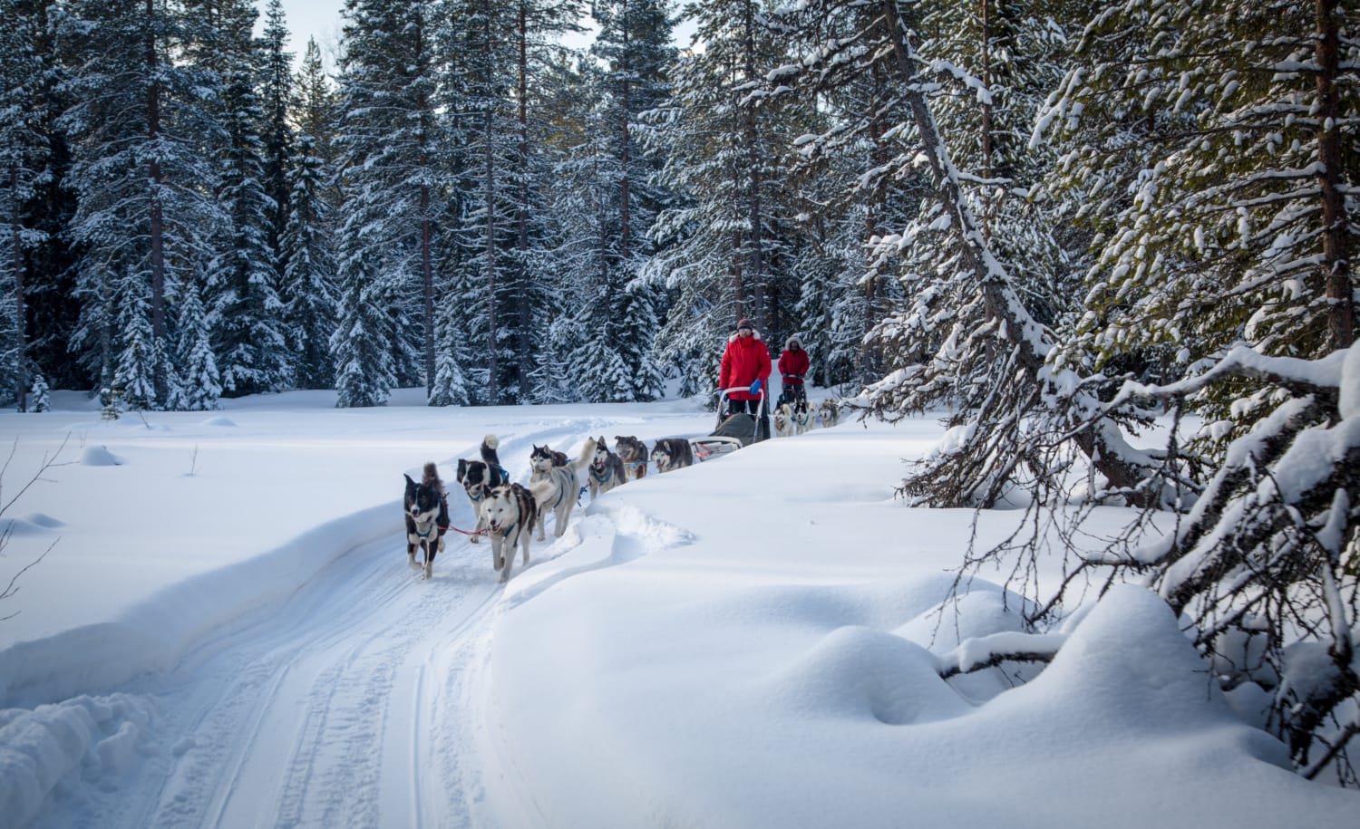 Querfeldein laufen die Huskys samt Schlitten durch Russland, unsere Autorin war mit dabei.