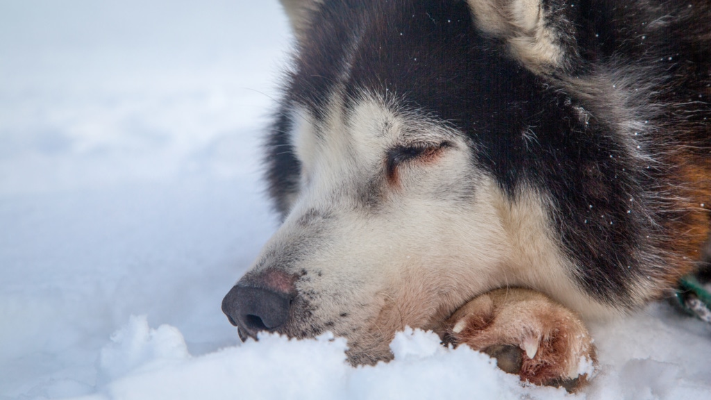 Abends ruhen sich die Huskies nach der Tour des Tages aus.