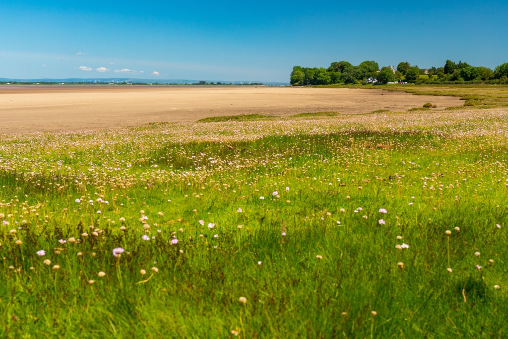 Blumenwiese entlang Bowness on Solway, einer Station entlang einer der Wanderwege in England