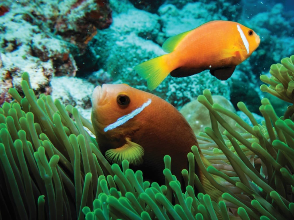 Fische im Reef Oblu Select at Sangeli