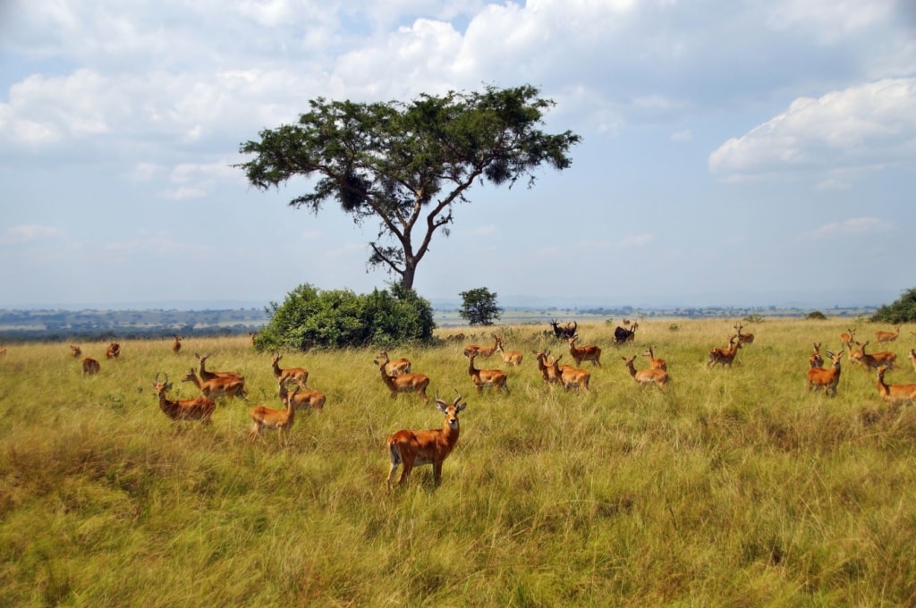 Uganda-Grasantilope in Uganda