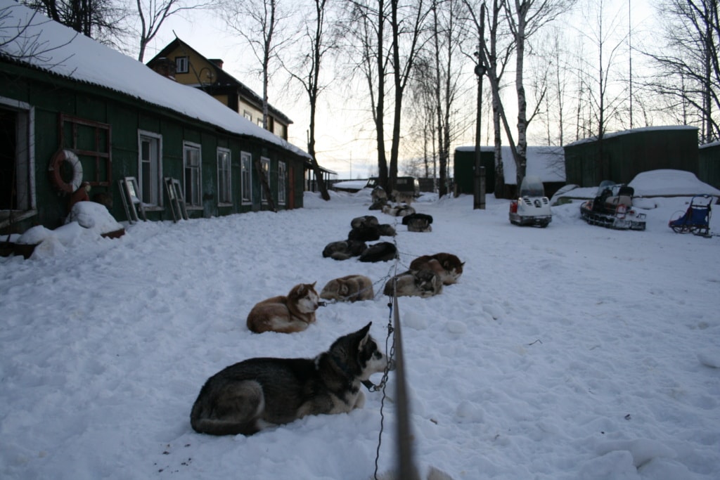 Des Nachts werden die Hunde bei unserer Husky-Tour draußen angebunden.