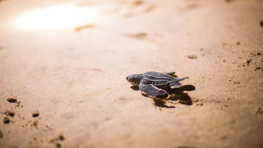 Meeresschildkröte am Strand